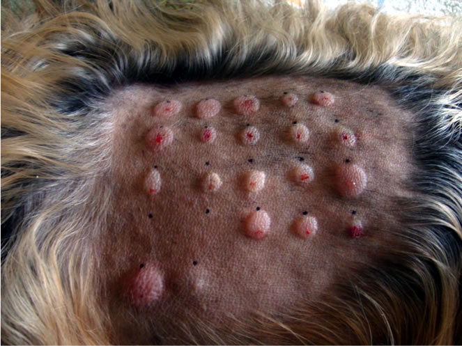 Dermatologie