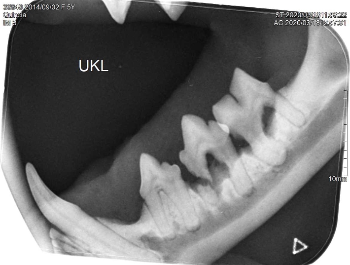 Dentalröntgen FORL Typ I